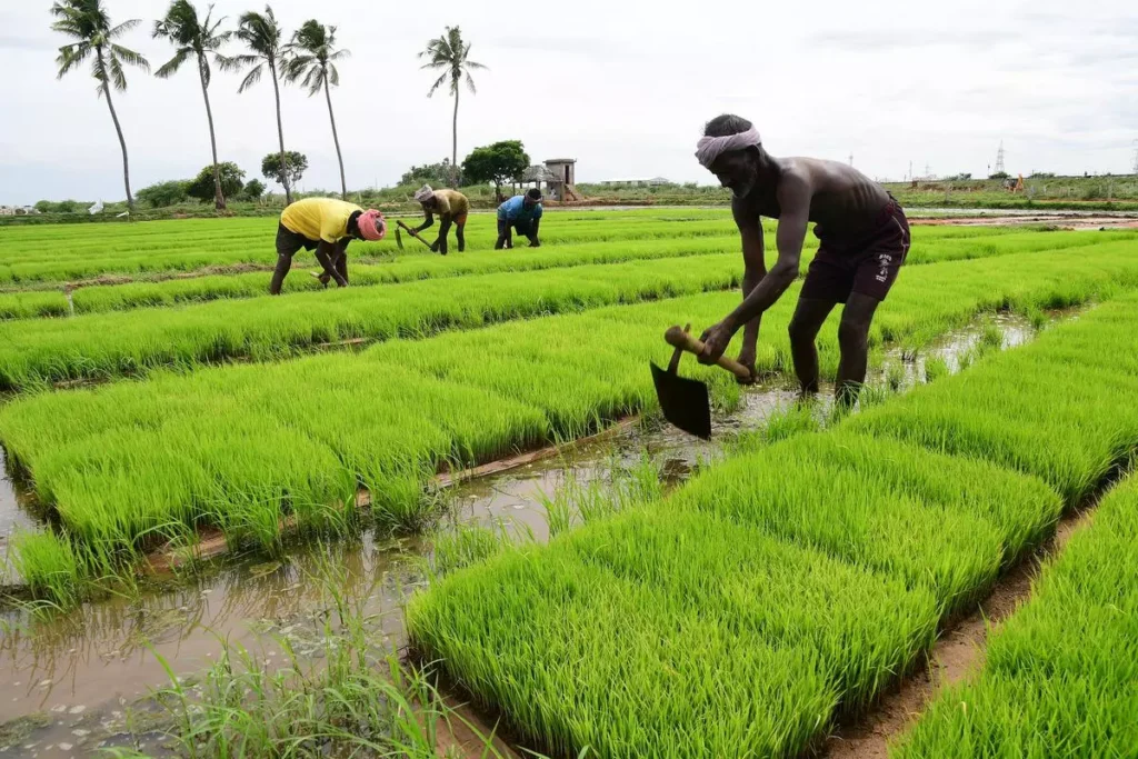 Paddy nursery 02