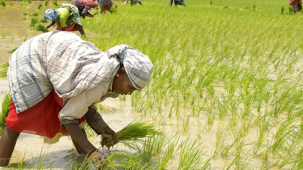 3.Campaign on Paddies Procurement and New Crop Varieties for Punjab 1 IMG 4861 6 4 2023 16 7 3 2 1 QEDL8602 1