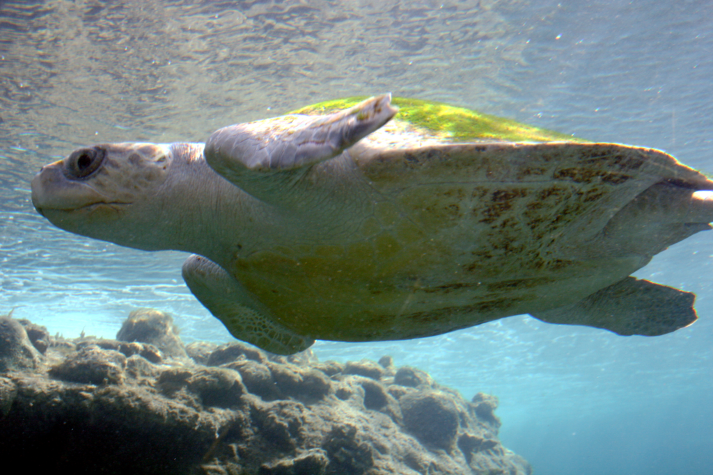 Olive Ridley turtle 