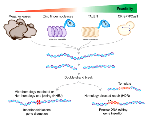 Genome Editing 1 image 81
