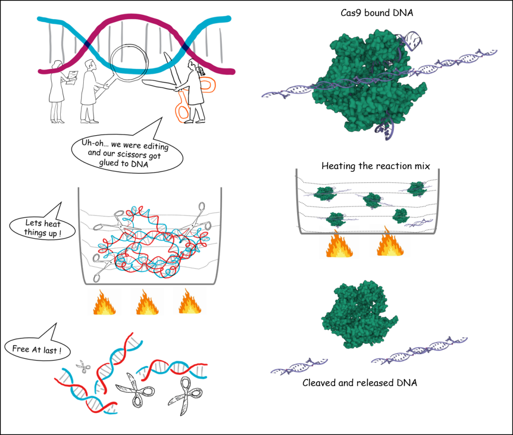 Genome Editing 2 Gene Editing