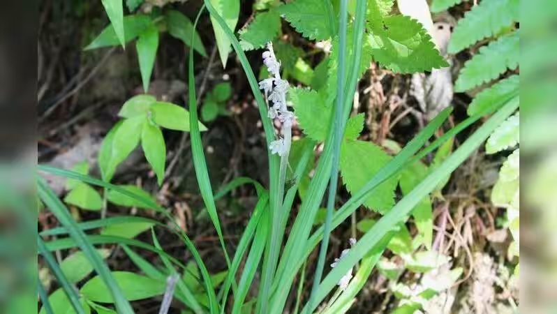Ophiopogon japonicus Recorded in India for the First Time 1 image 1