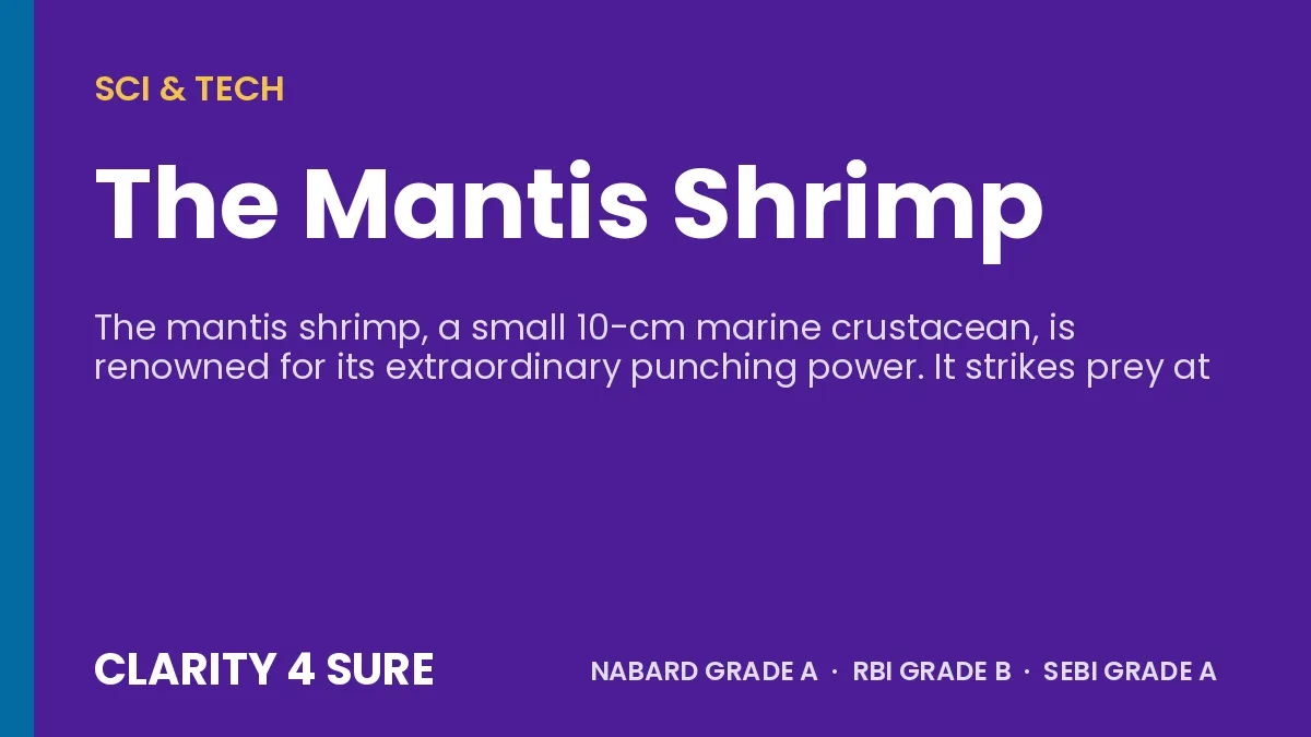 The Mantis Shrimp